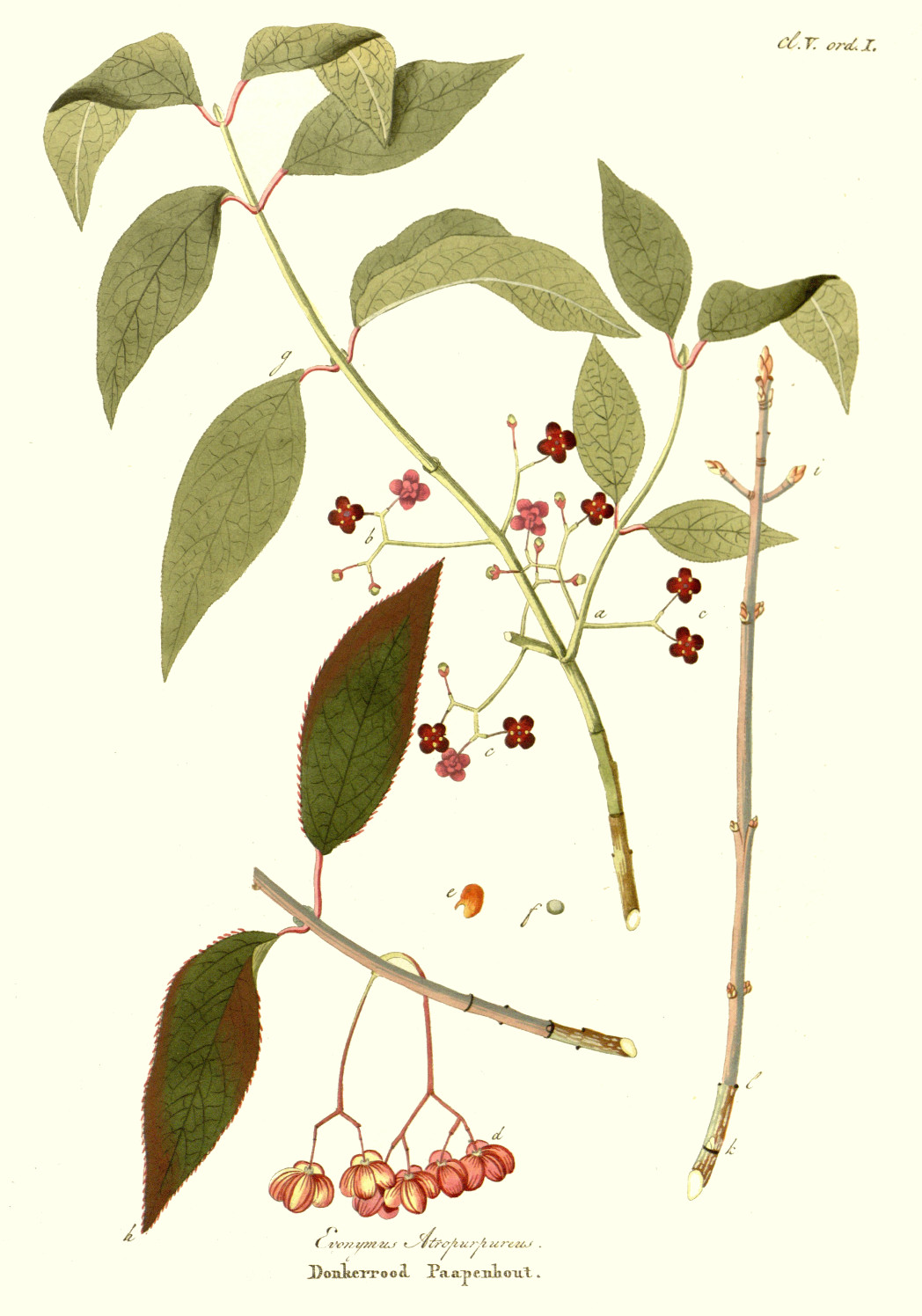 euonymus_atropurpureus.jpg