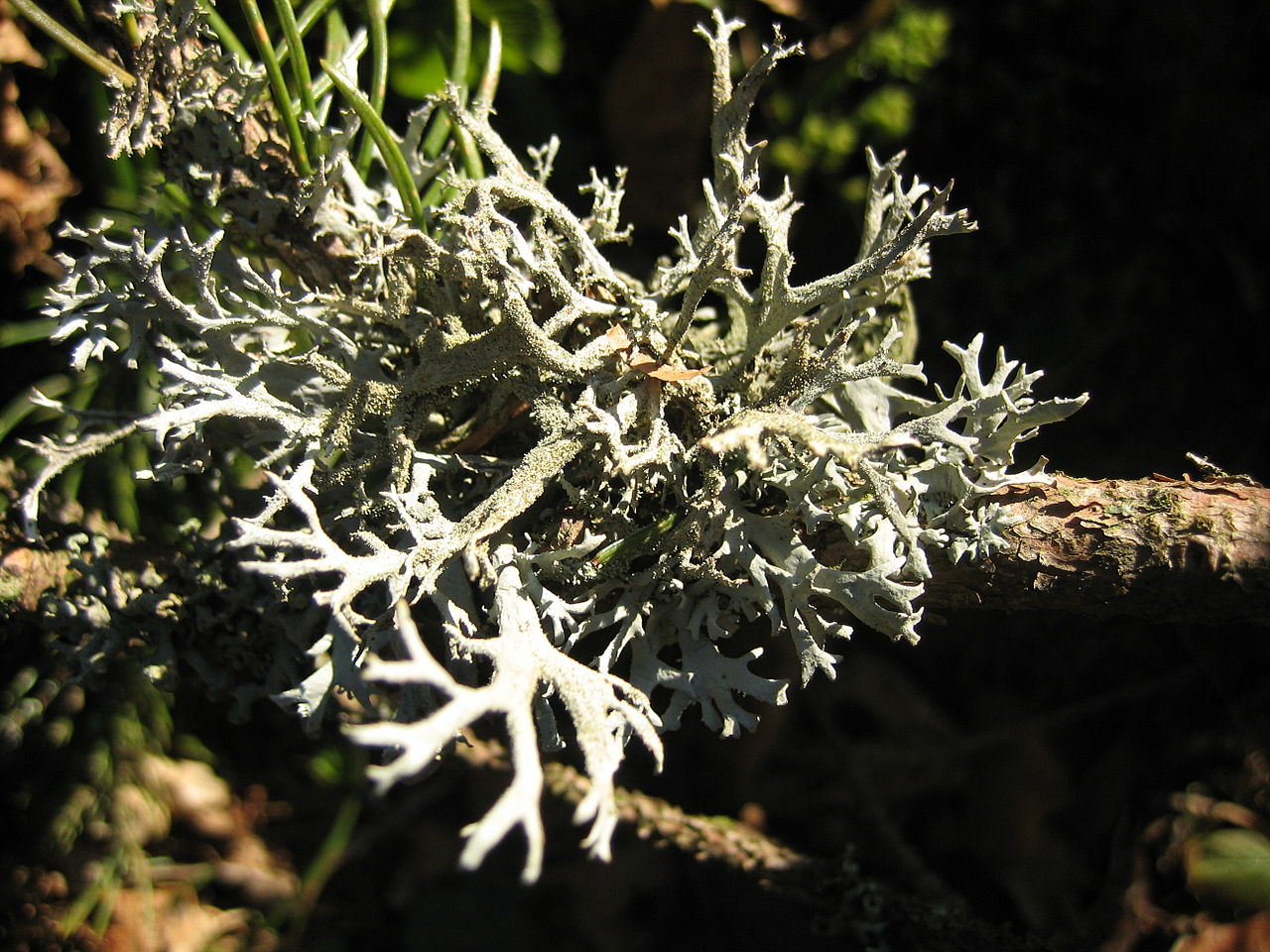 1280px-pseudevernia_furfuracea.jpg