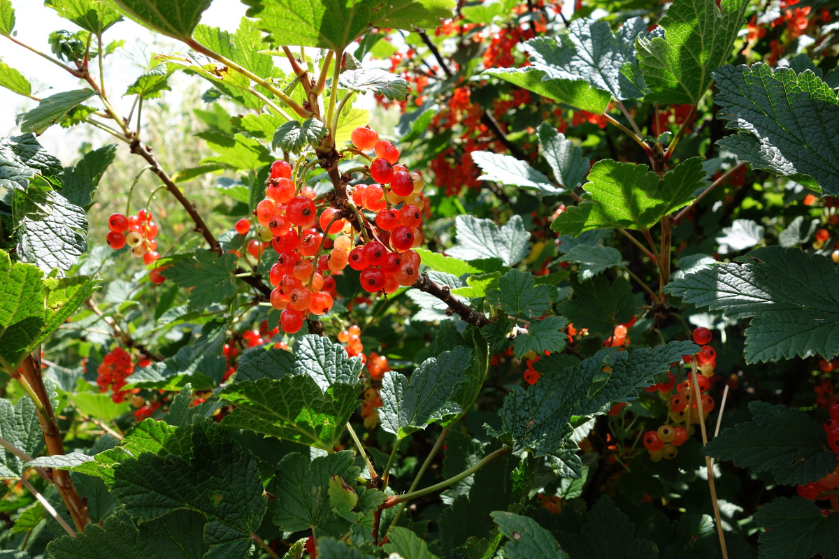 rotejohannisbeeren.jpg