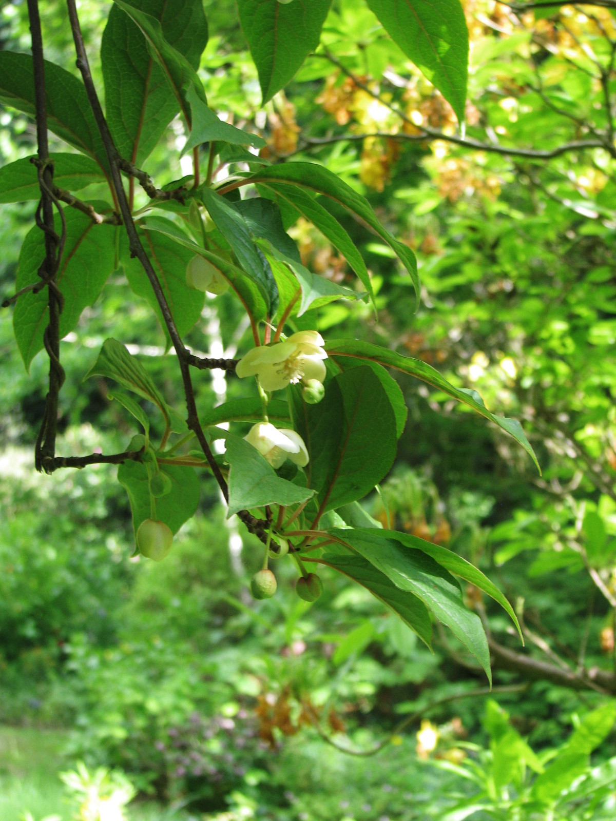 schisandra_chinensis_flowers.jpg