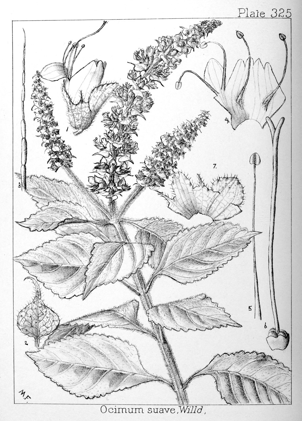 ocimum_suave.jpg