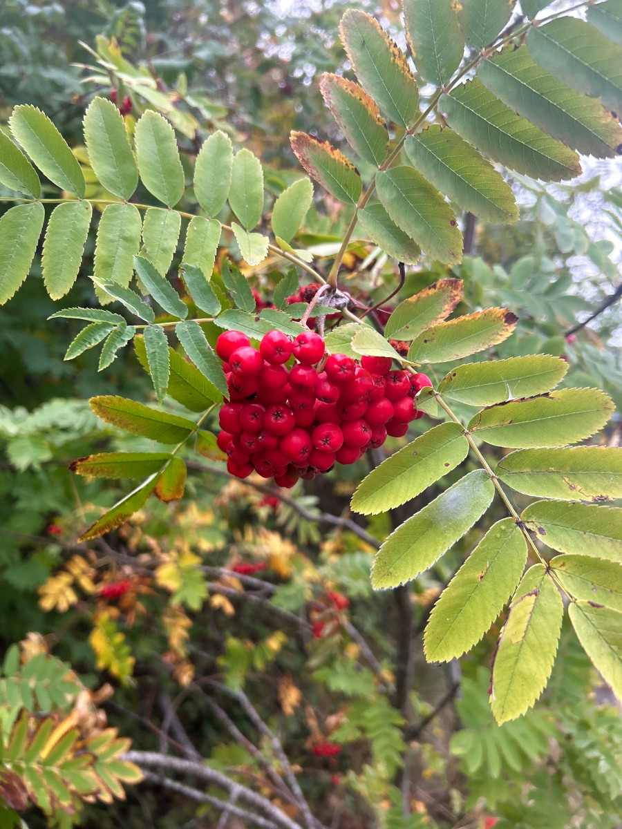 sorbus_au.jpg