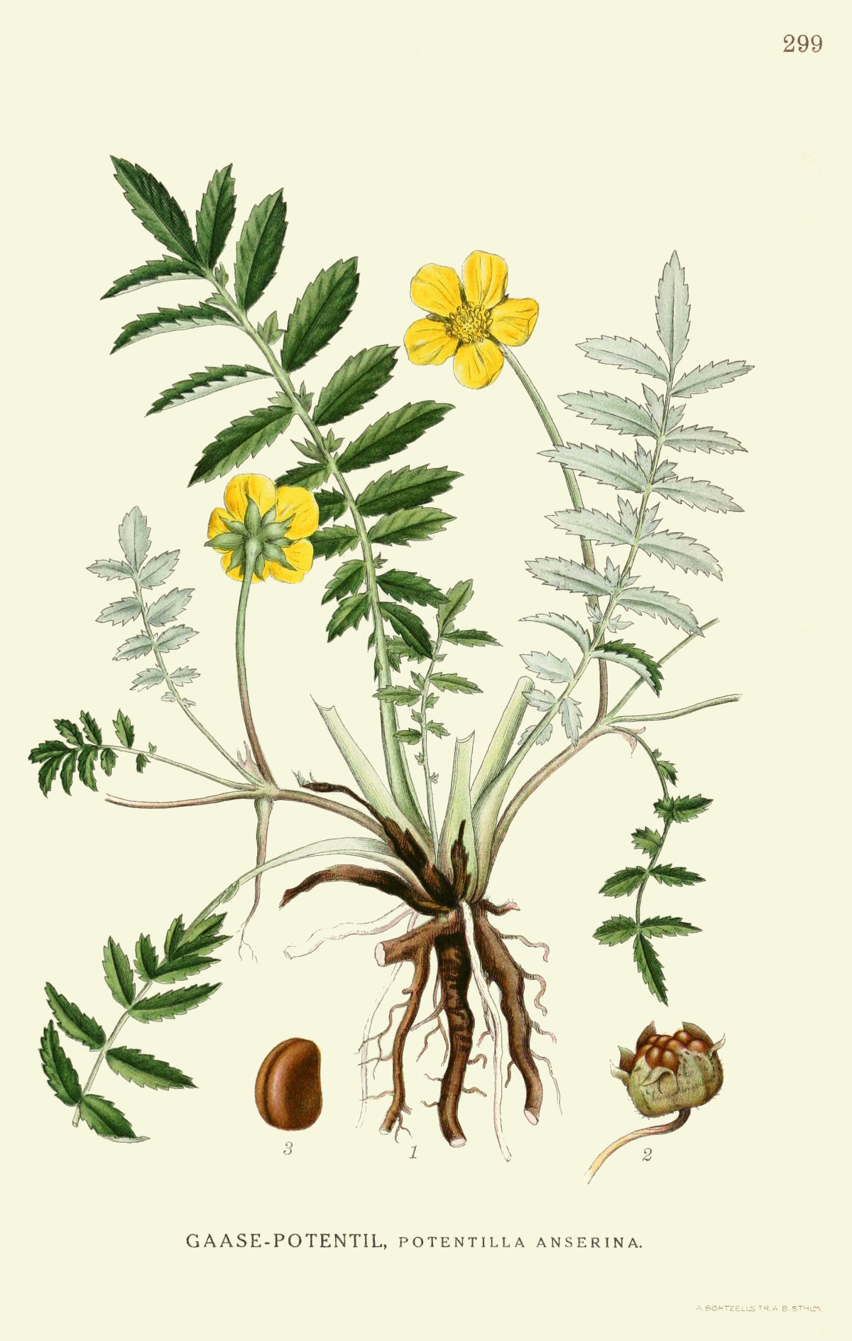 potentilla_anserina.jpg