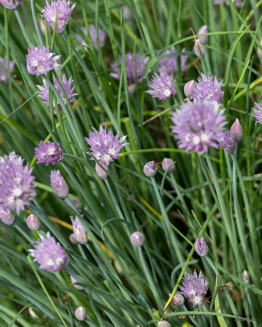 allium_scho.jpg
