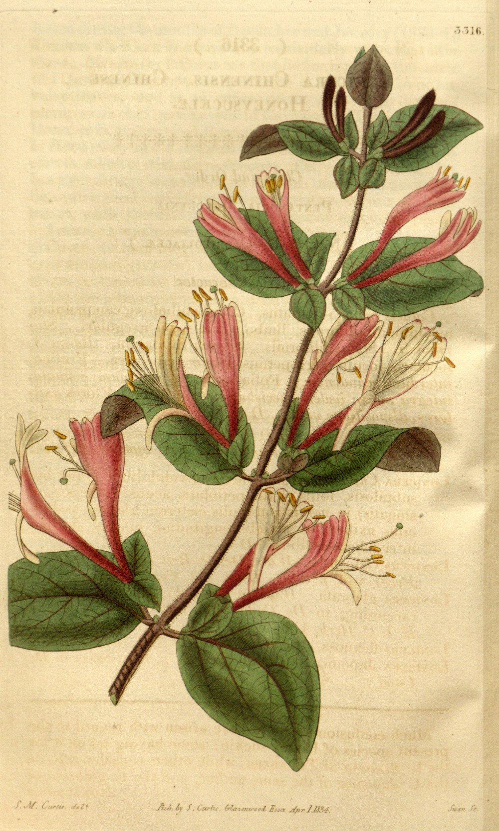 lonicera_chinensis.jpg