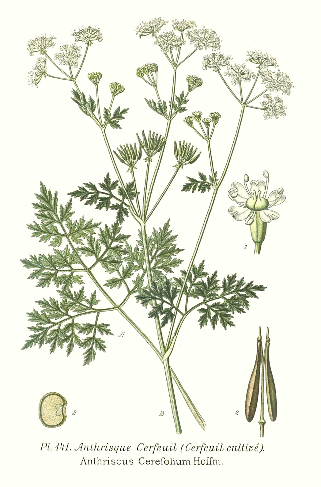 anthriscus_cerefolium.jpg