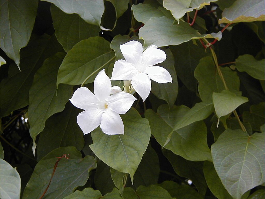 mandevilla_suaveolens.jpg