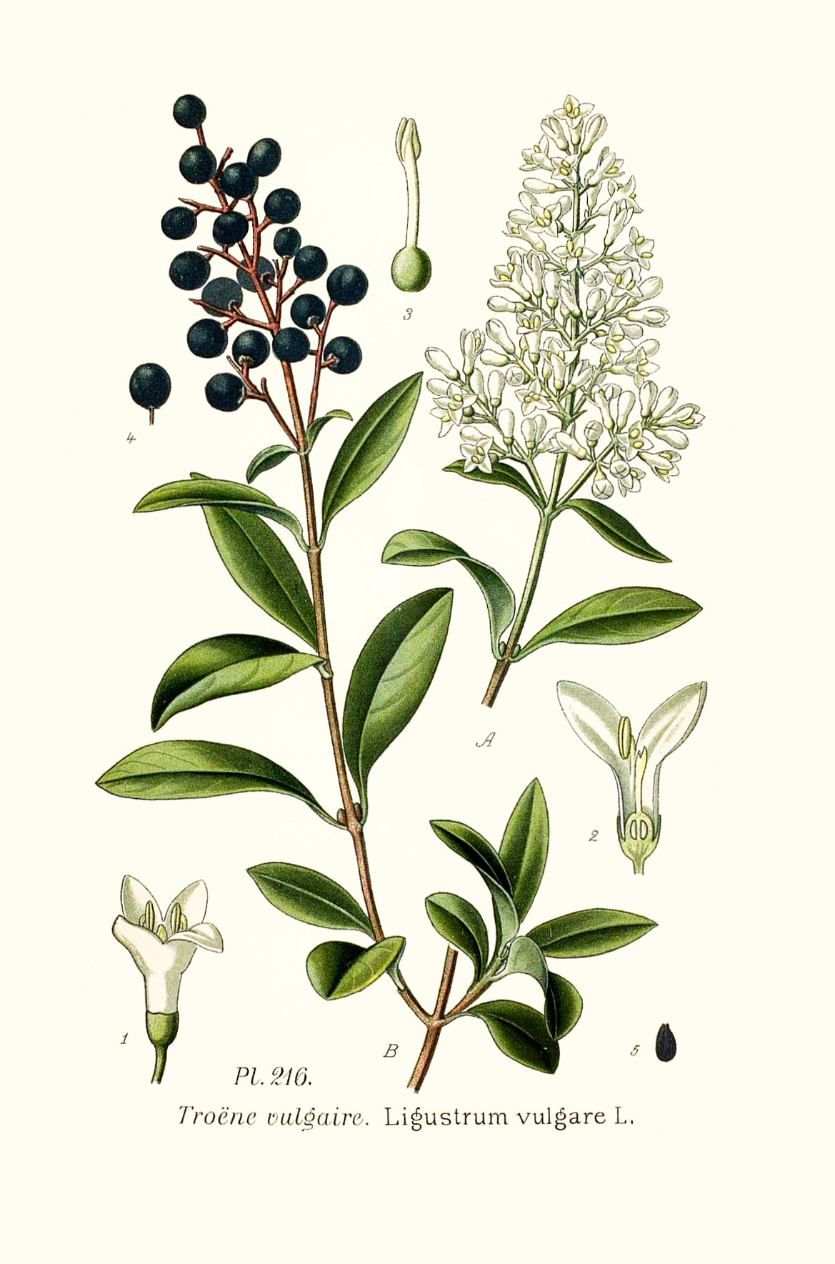 ligustrum_vulgare.jpg