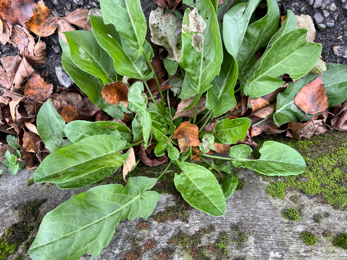 rumex_acet.jpg