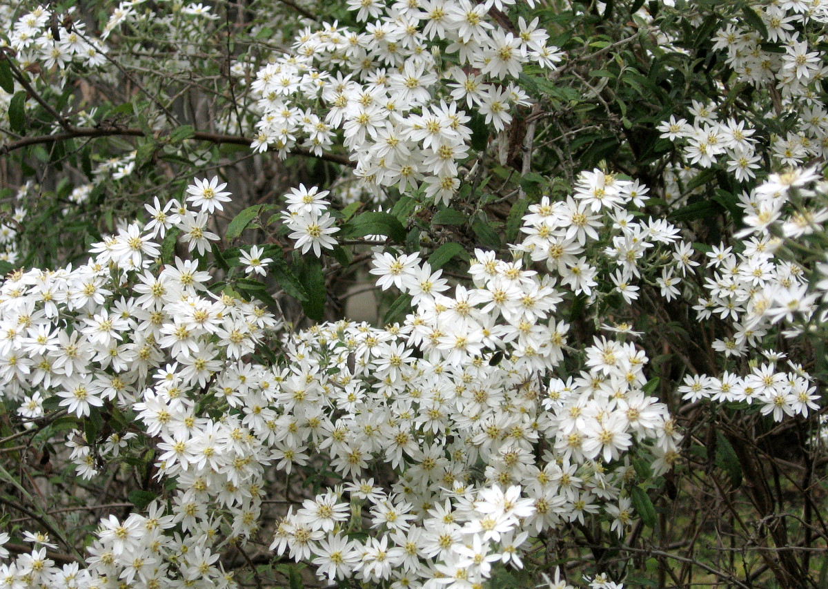 olearia_phlogopappa.jpg