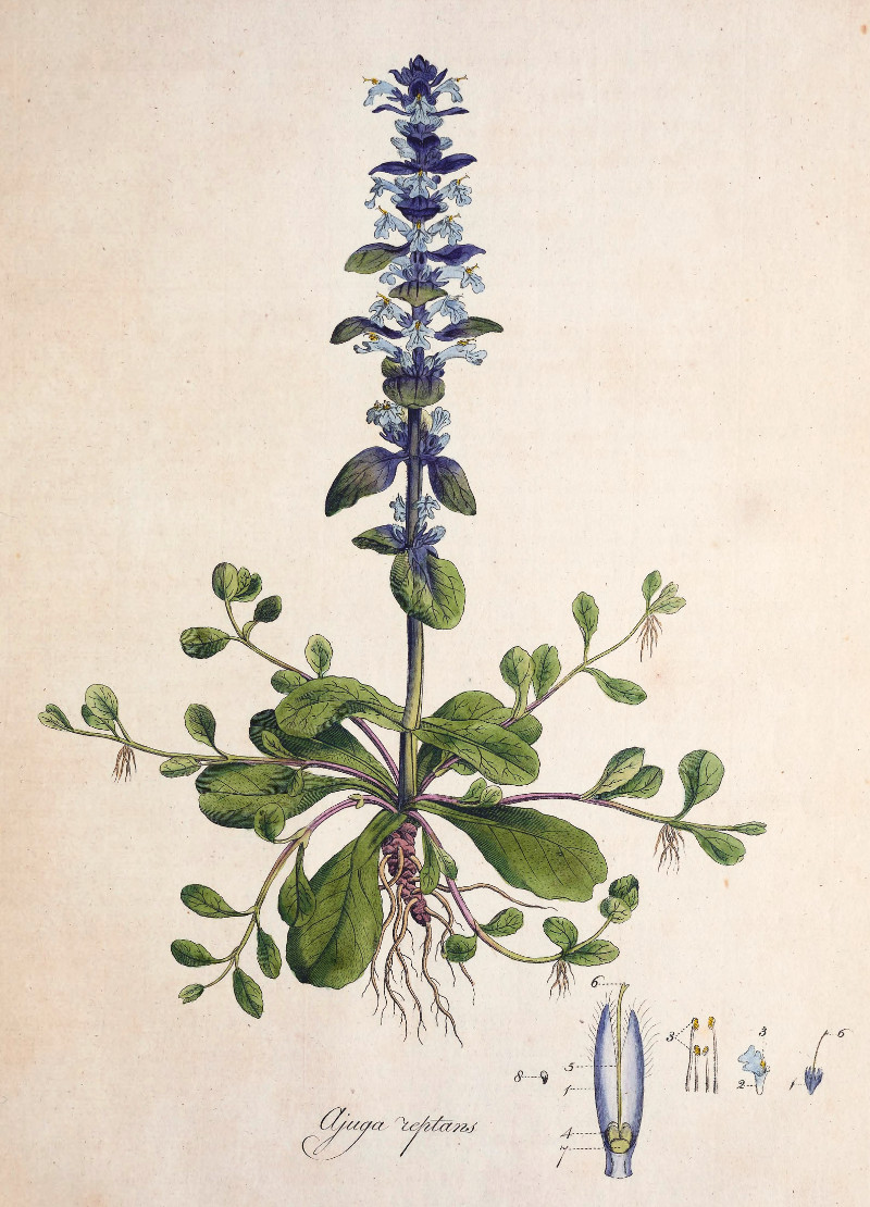 ajuga_reptans.jpg