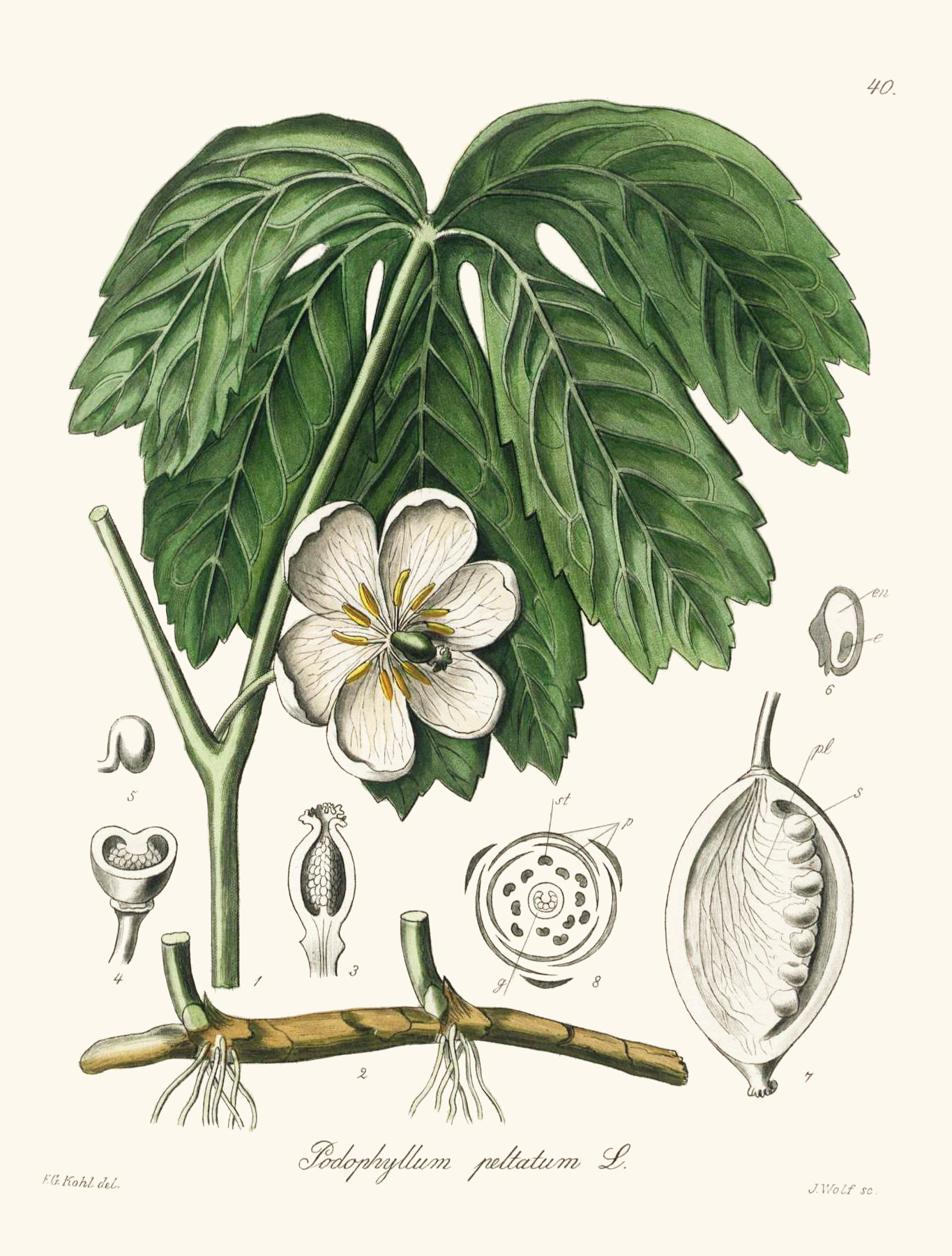 podophyllum_peltatum.jpg