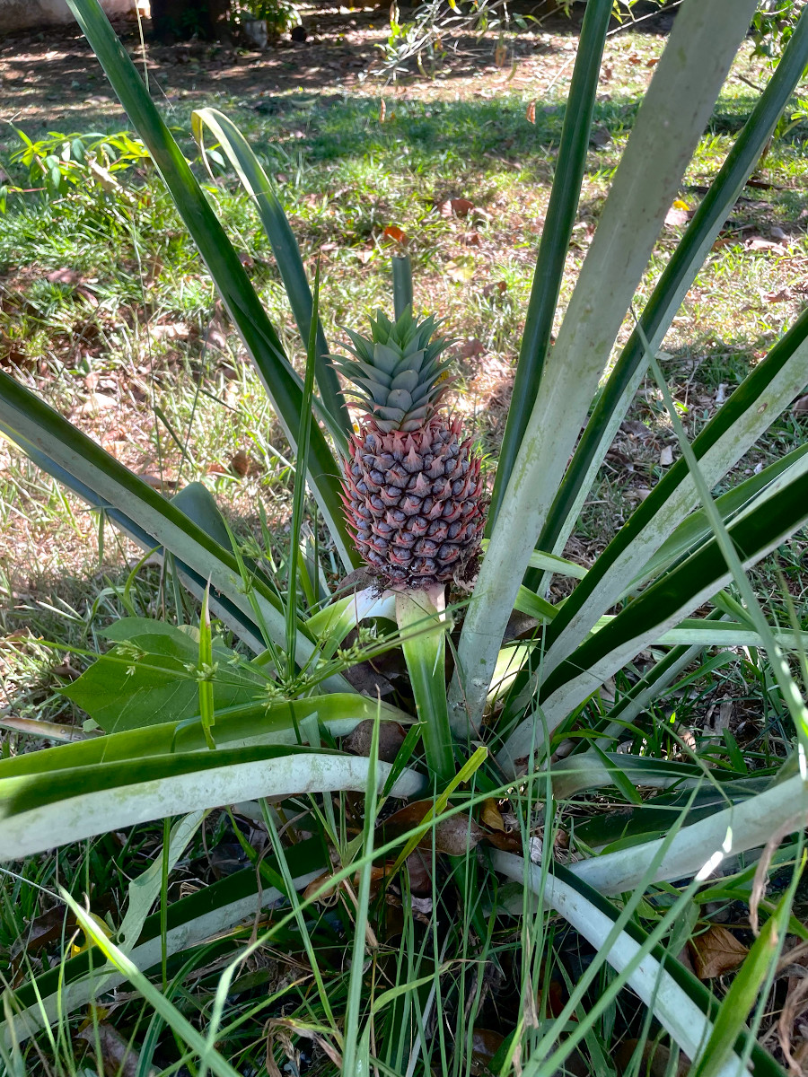ananas_com.jpg