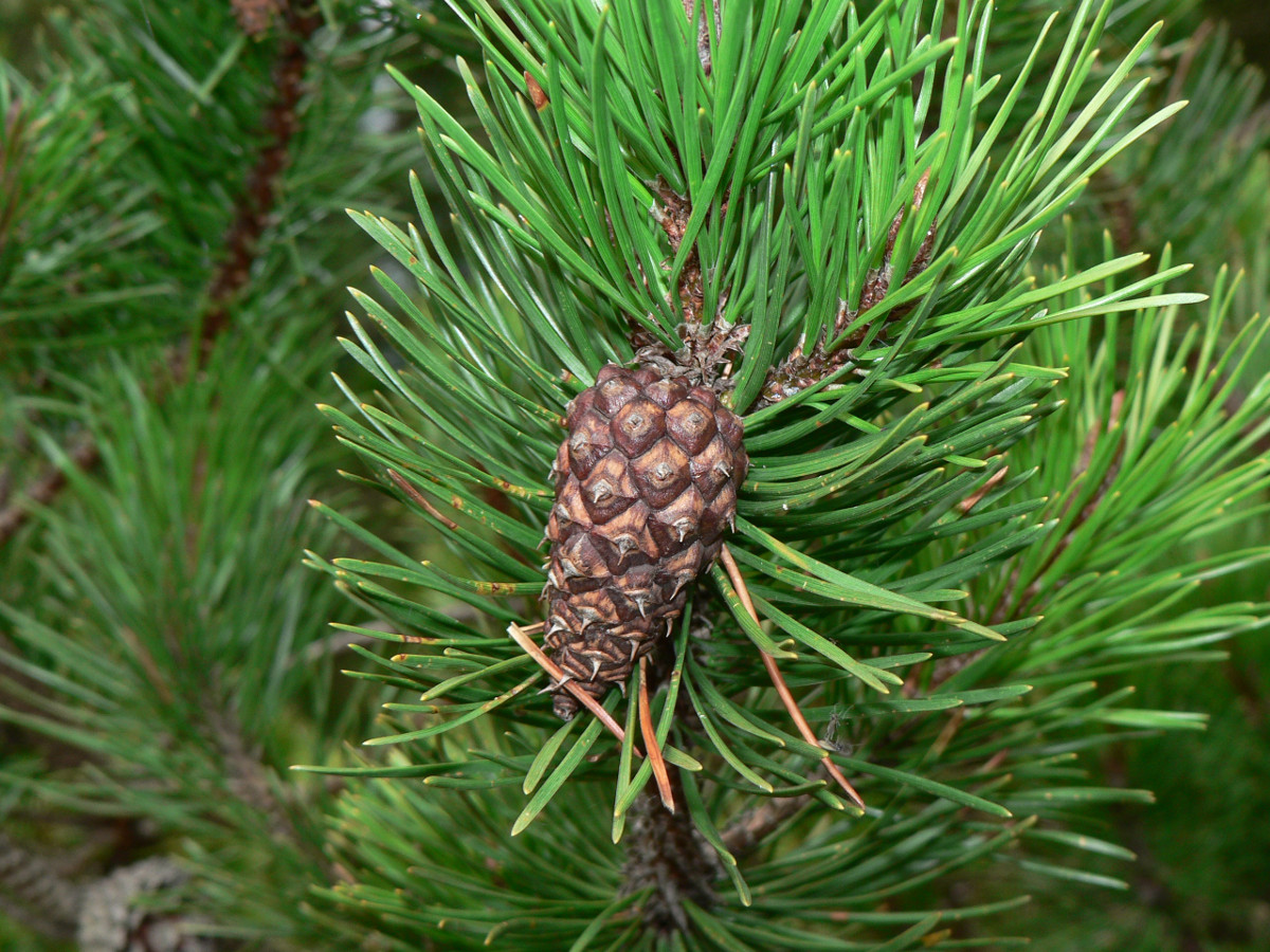 pinus_contorta_sspcontorta.jpg