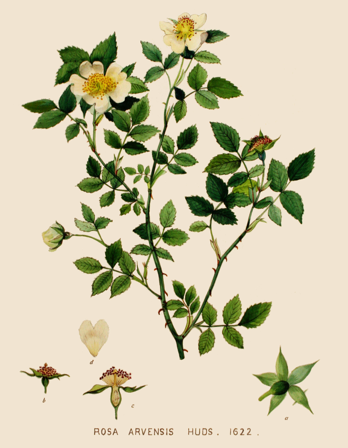 rosa_arvensis.jpg
