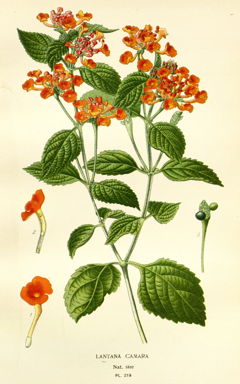 lantana_cam1.jpg