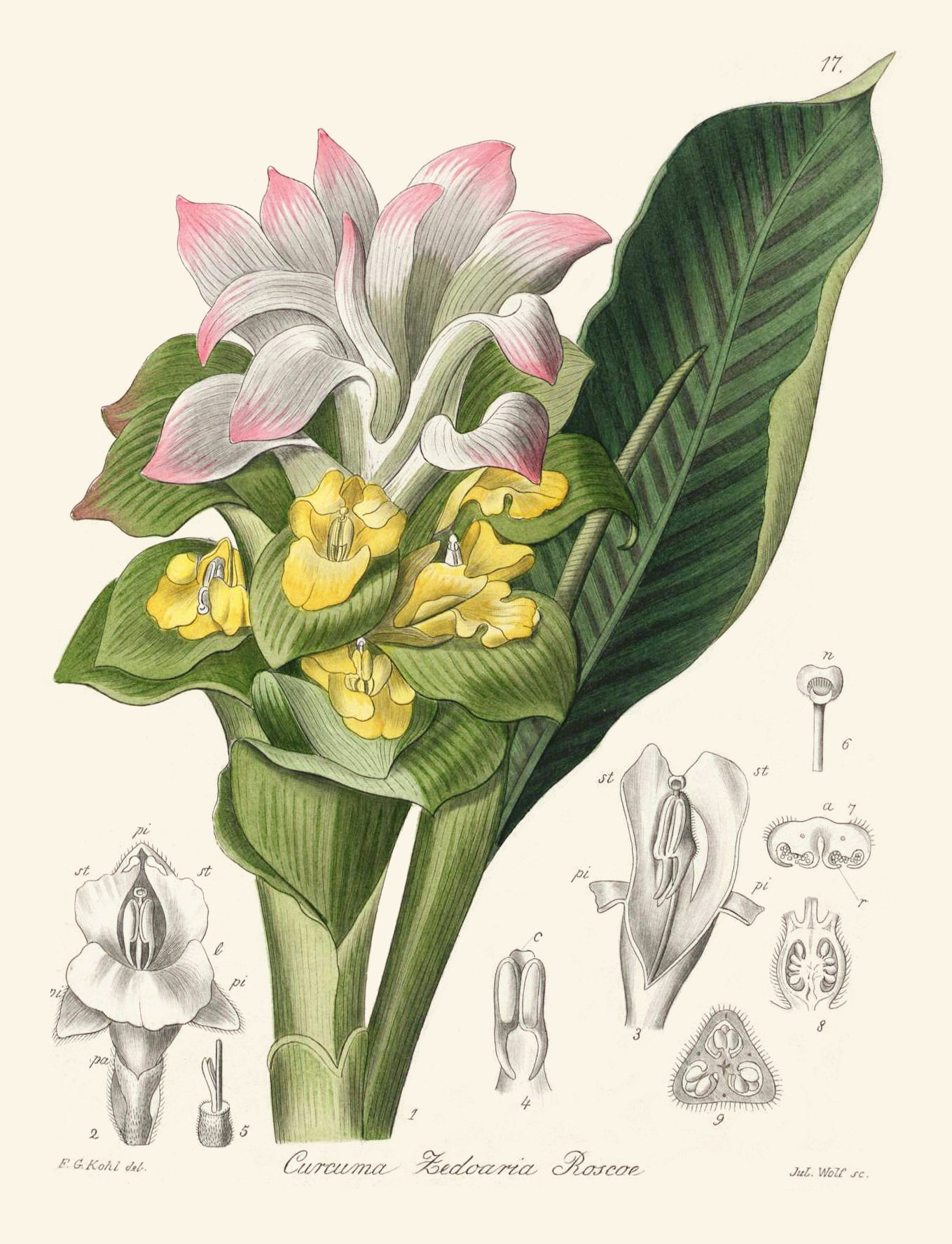 curcuma_zedoaria.jpg