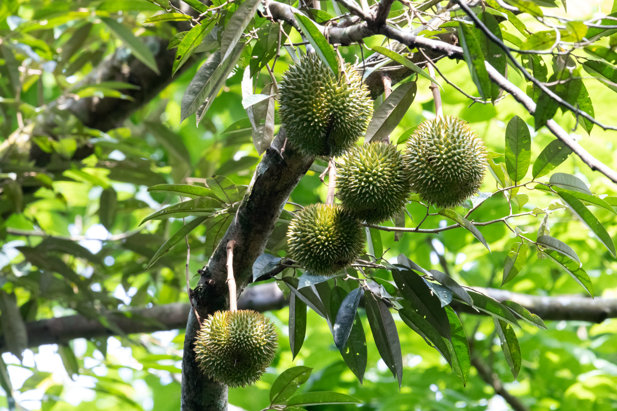 durio_zib.jpg
