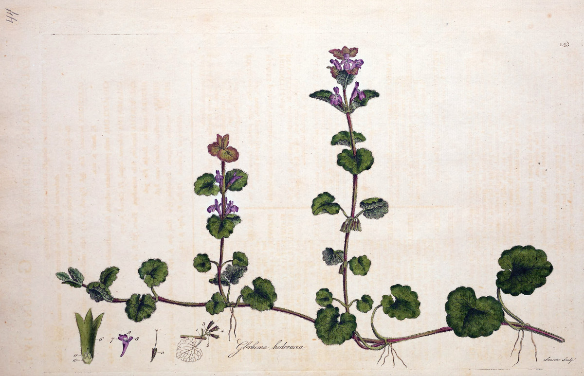 glechoma_hederacea.jpg