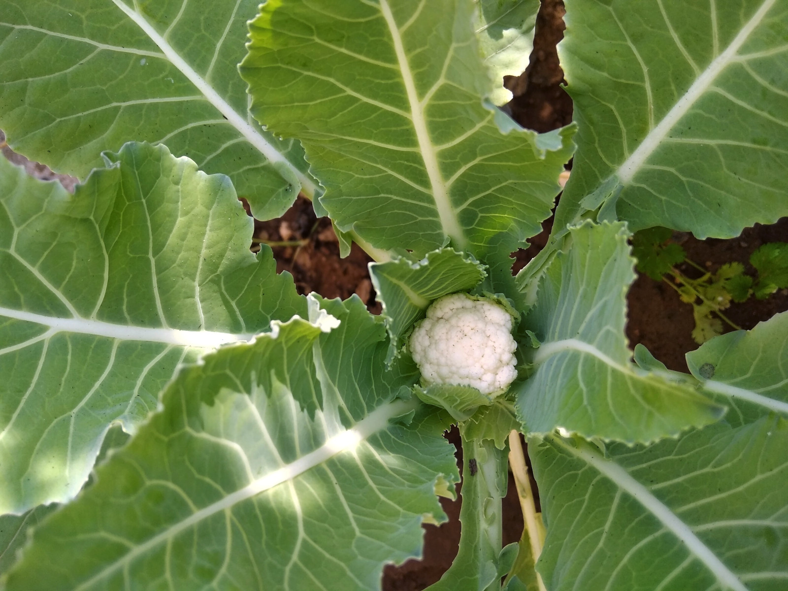 brassica_bot.jpg