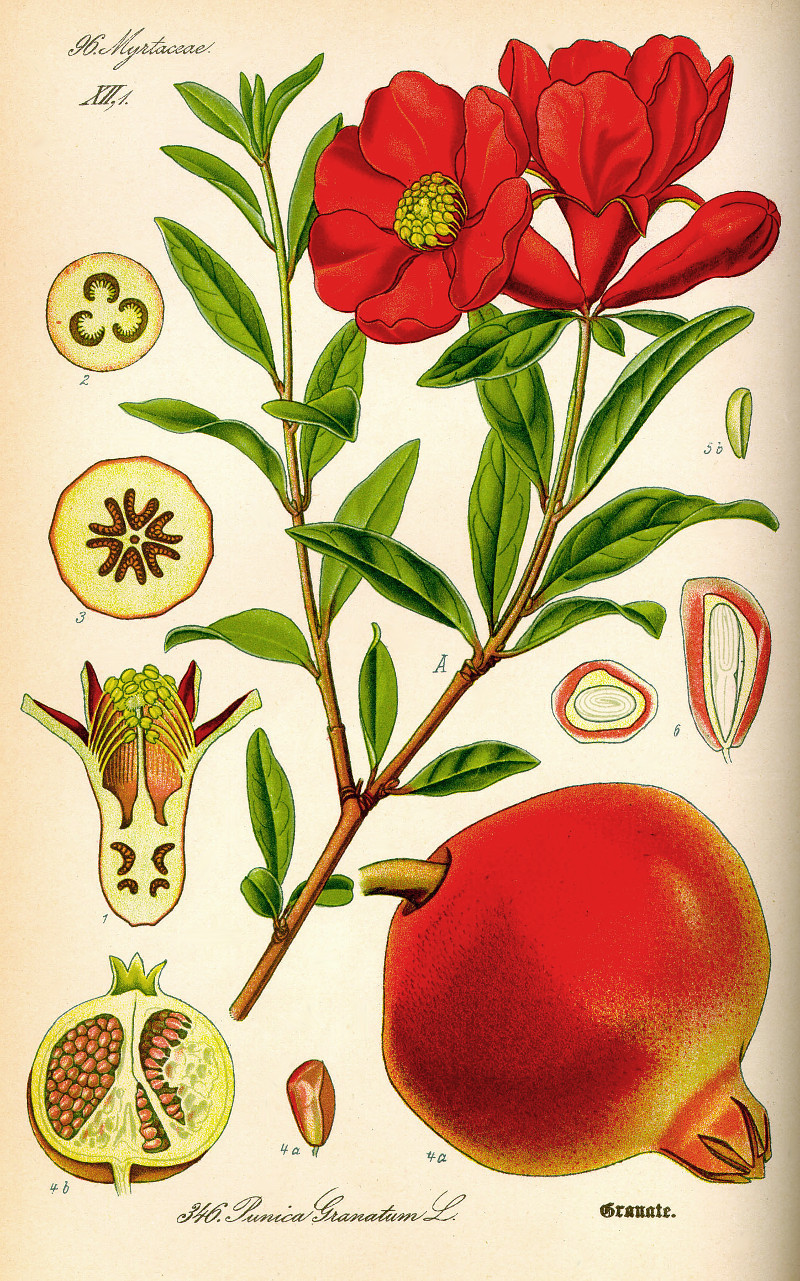 punica.jpg