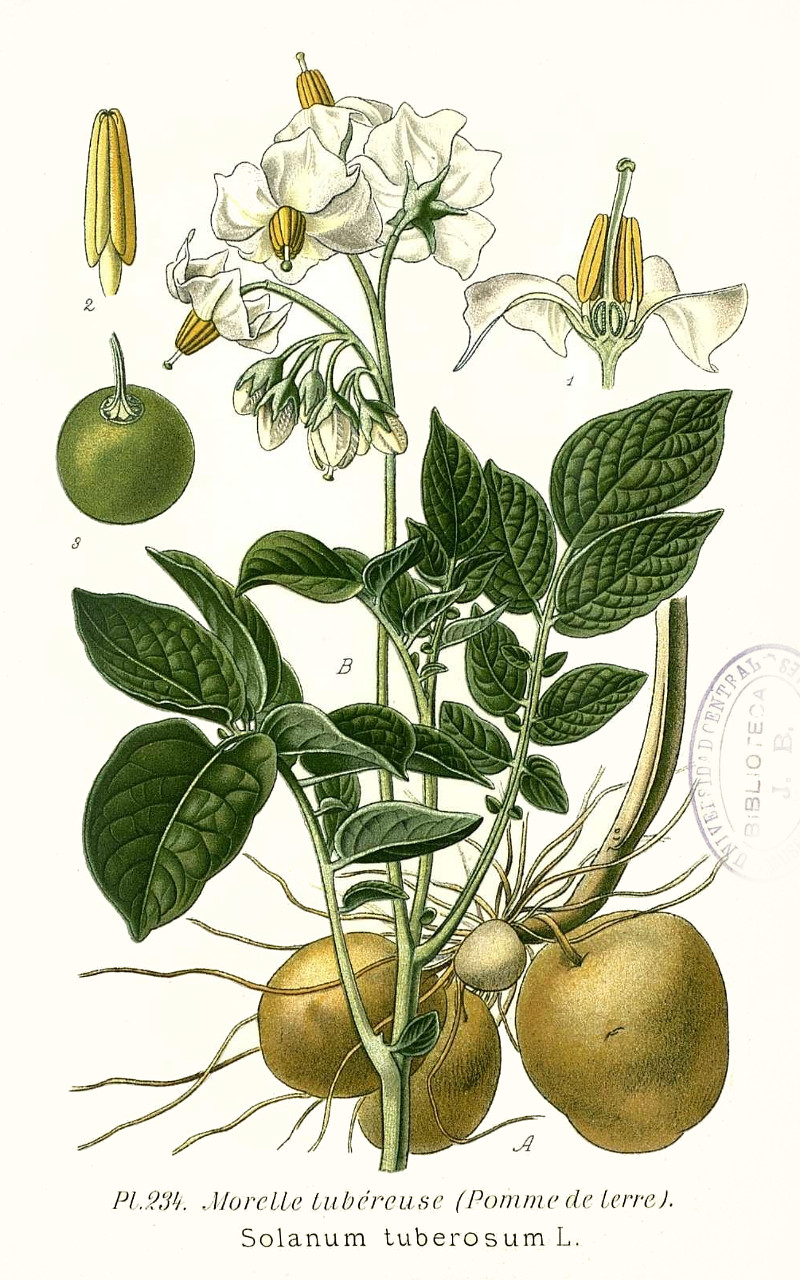 solanum_tuberosum.jpg