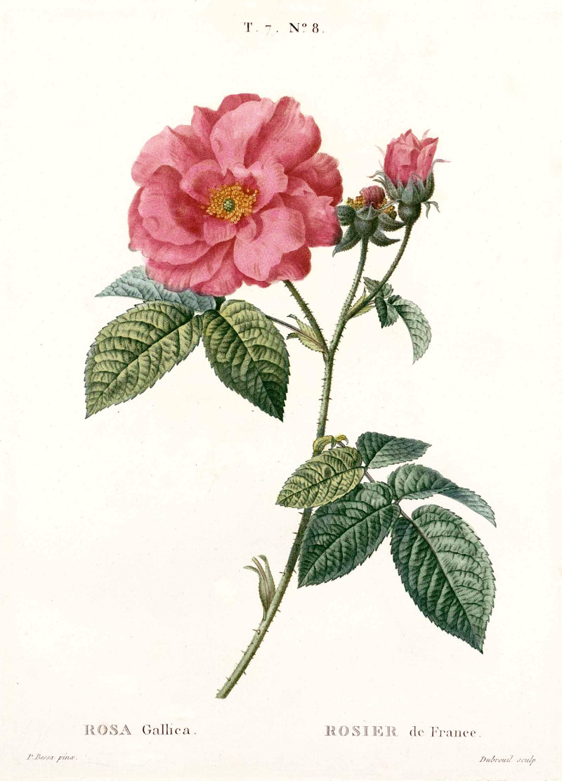rosa_gallica_france.jpg