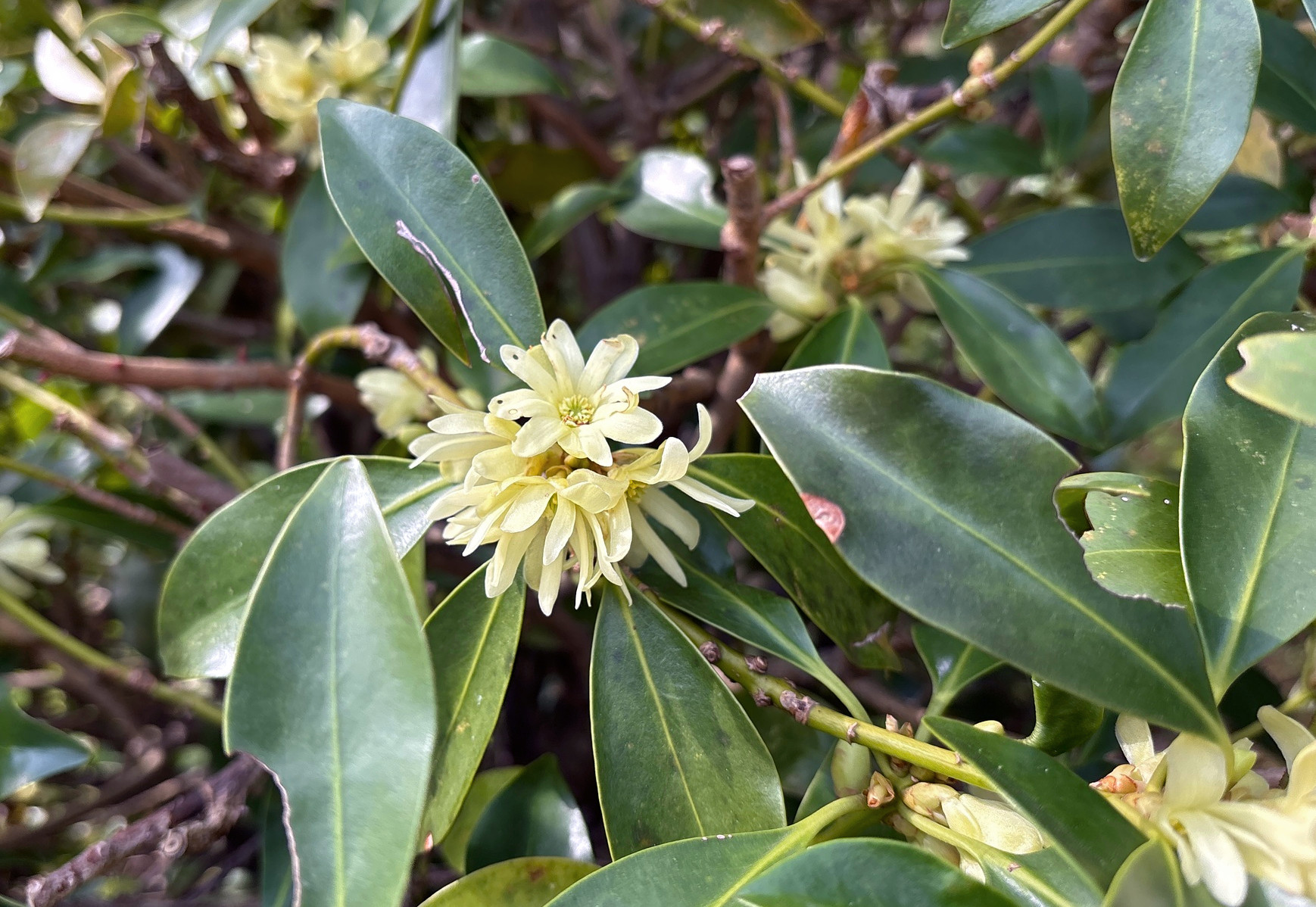 illicium_ani.jpg