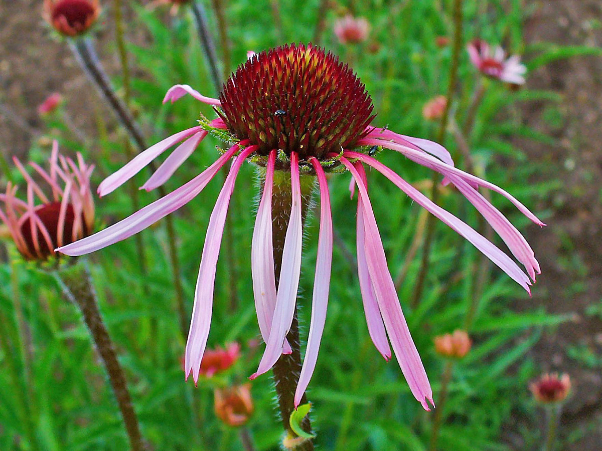 echinacea_pallida.jpg
