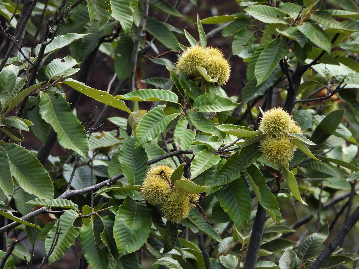 castanea_moll.jpg