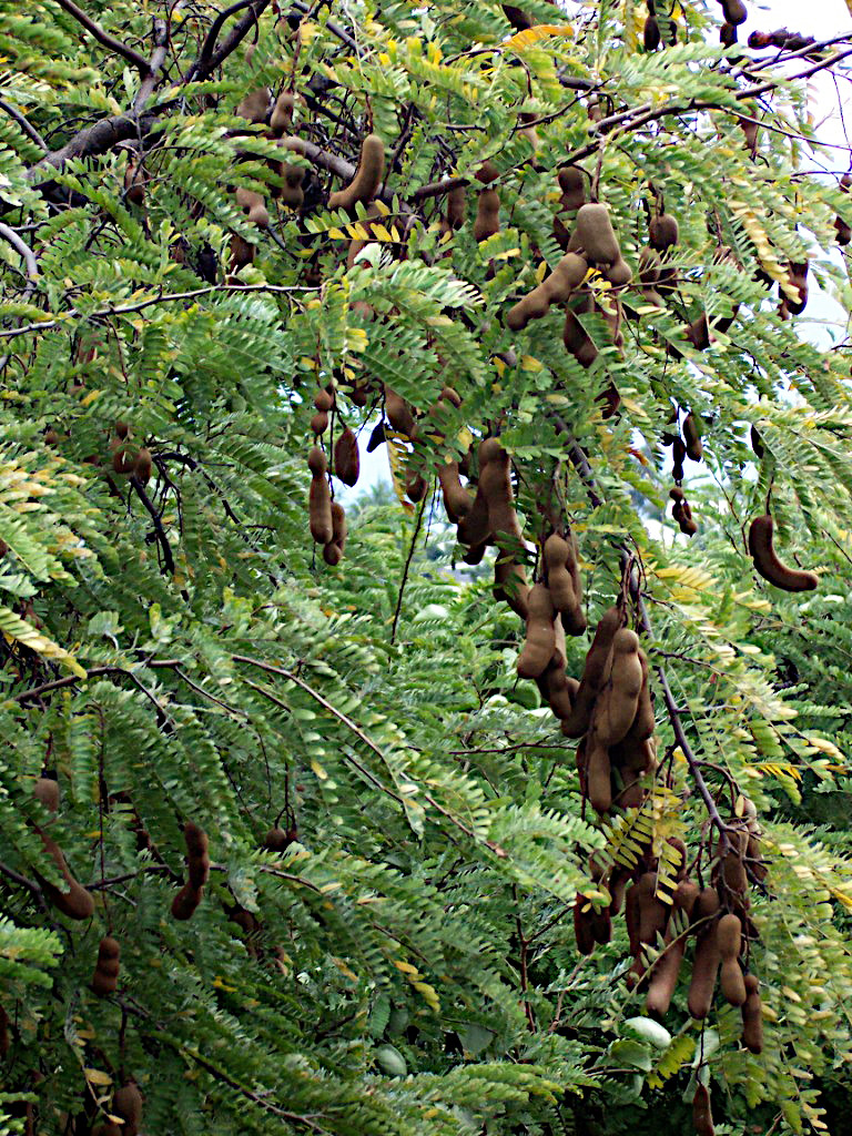 tamarindus_indica_pods.jpg