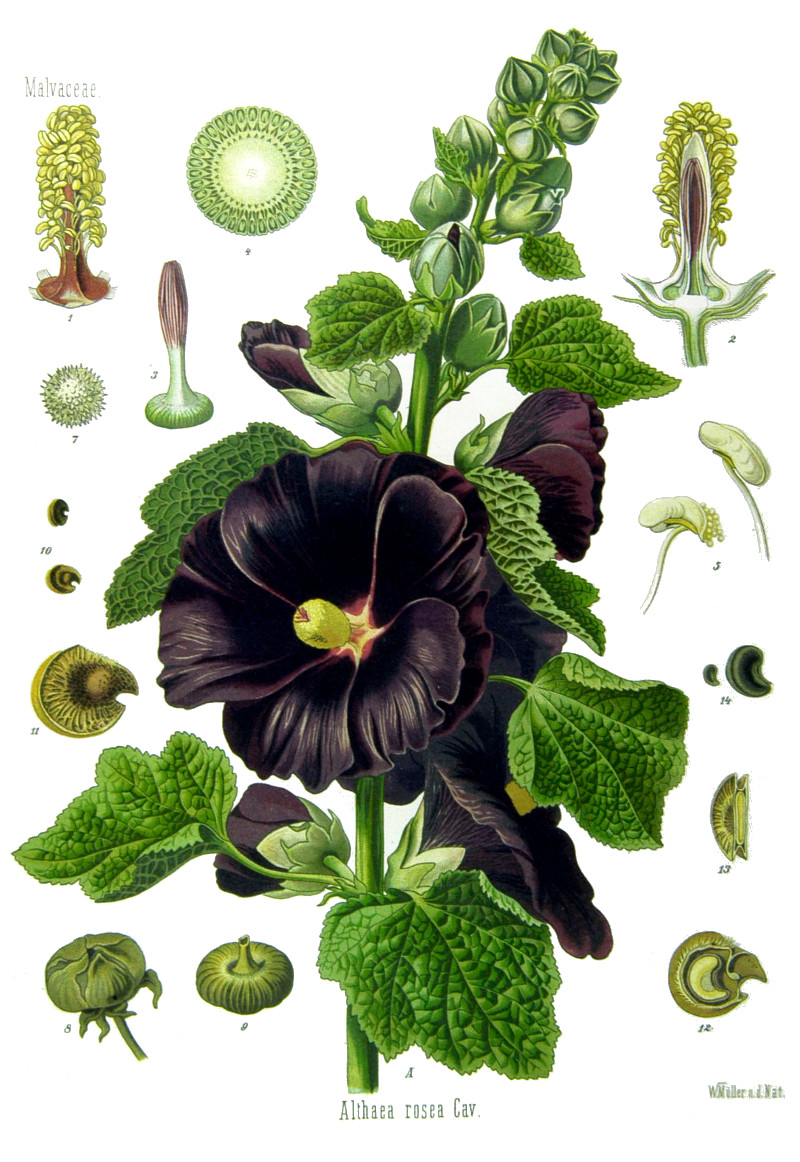 alcea_rosea.jpg