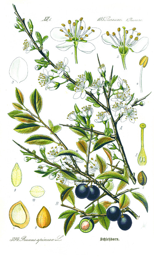 prunus_spinosa.jpg