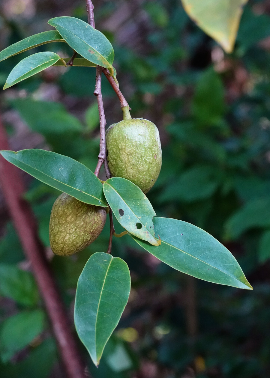 Annona glabra