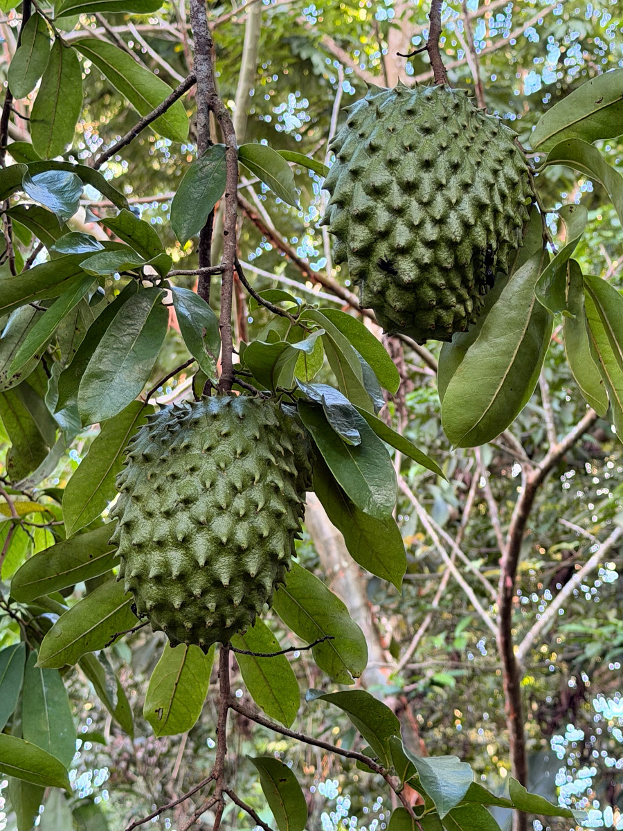Annona muricata