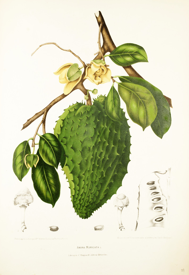 annona_muricata.jpg