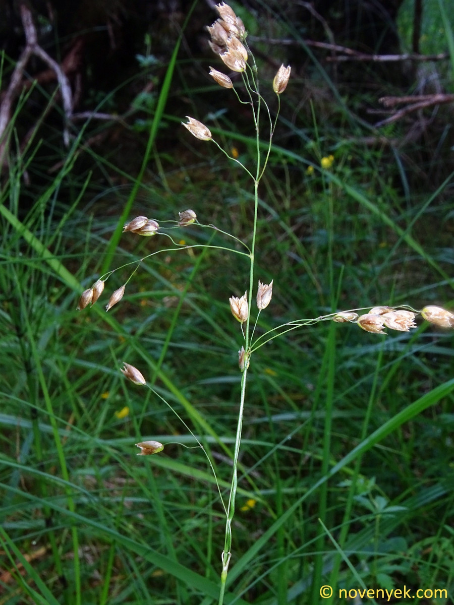 Anthoxanthum nitens