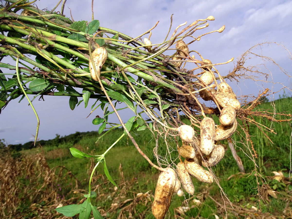 Arachis hypogaea