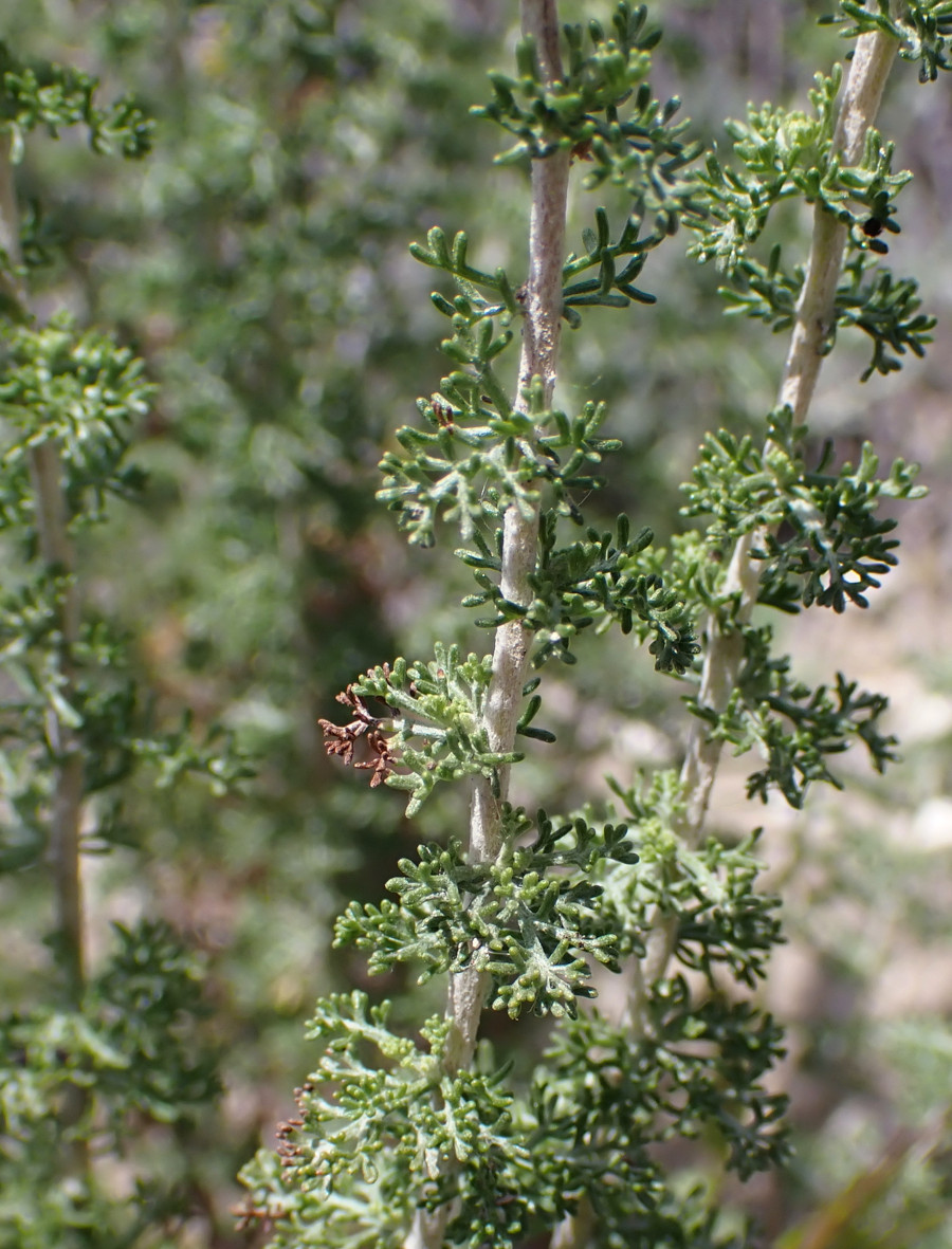 Artemisia herba-alba