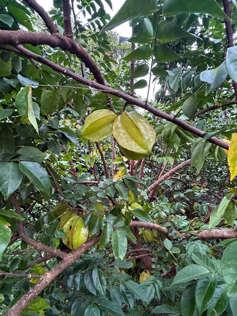 Averrhoa carambola
