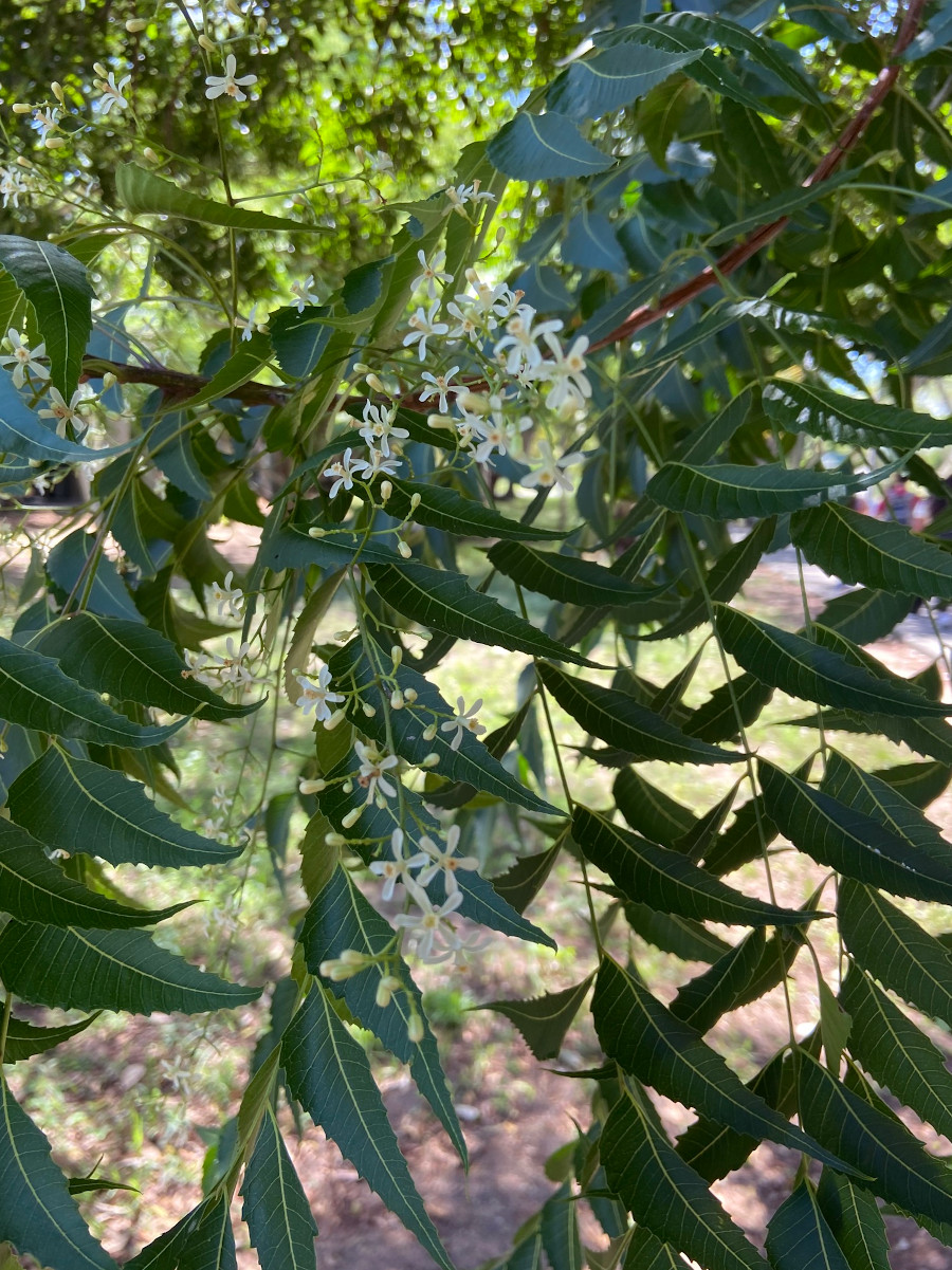 Azadirachta indica