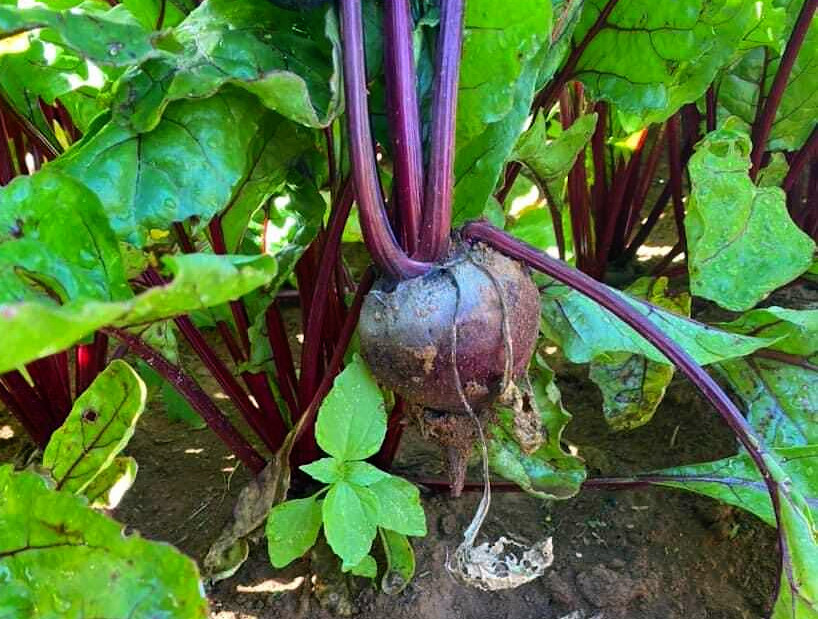 Beetroot