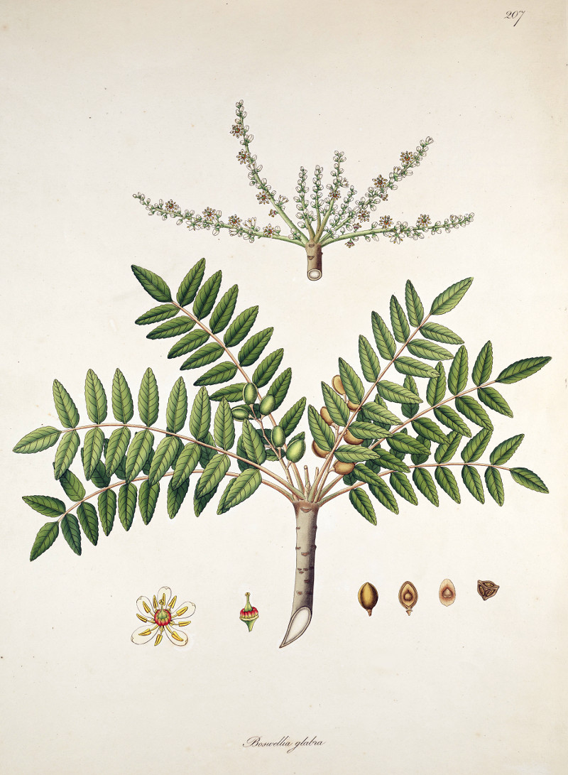 boswellia_glabra_serrata.jpg