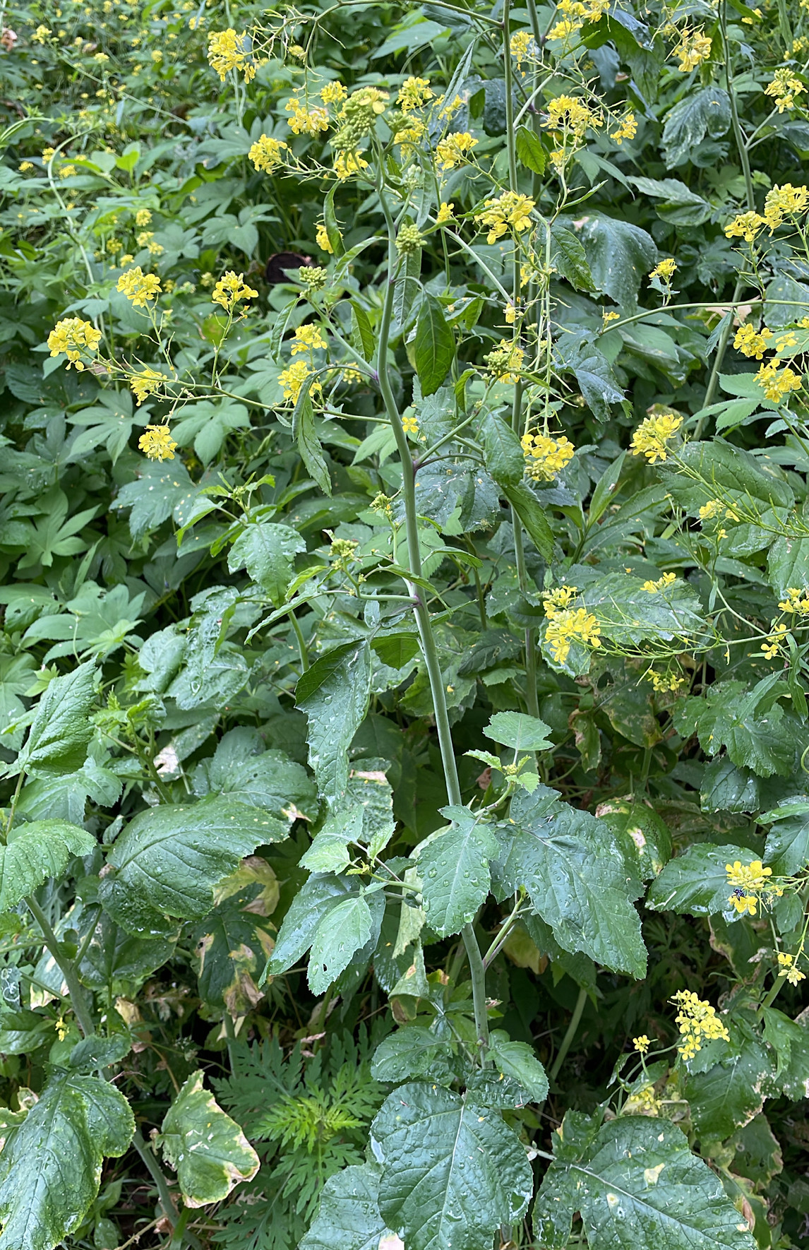 Brassica nigra