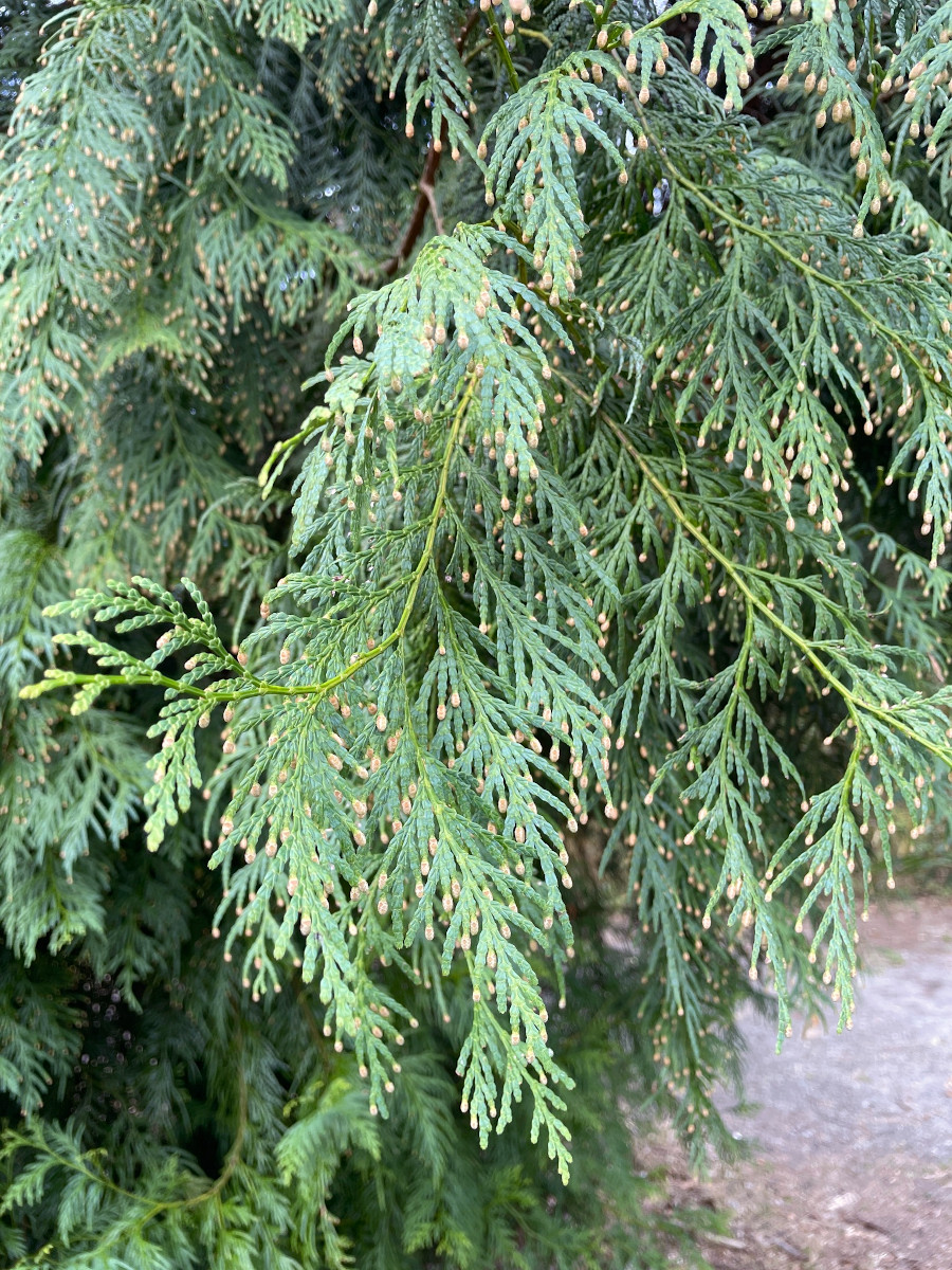 Calocedrus formosana