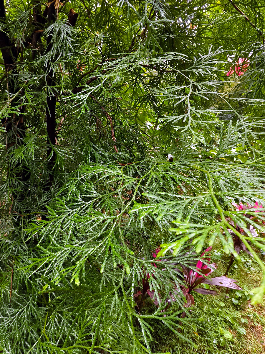Calocedrus macrolepis