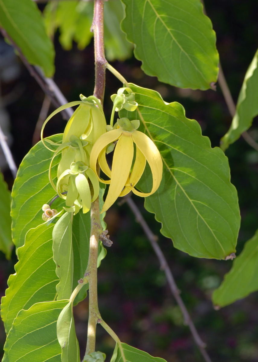 cananga_odorata.jpg cananga_odorata.jpg