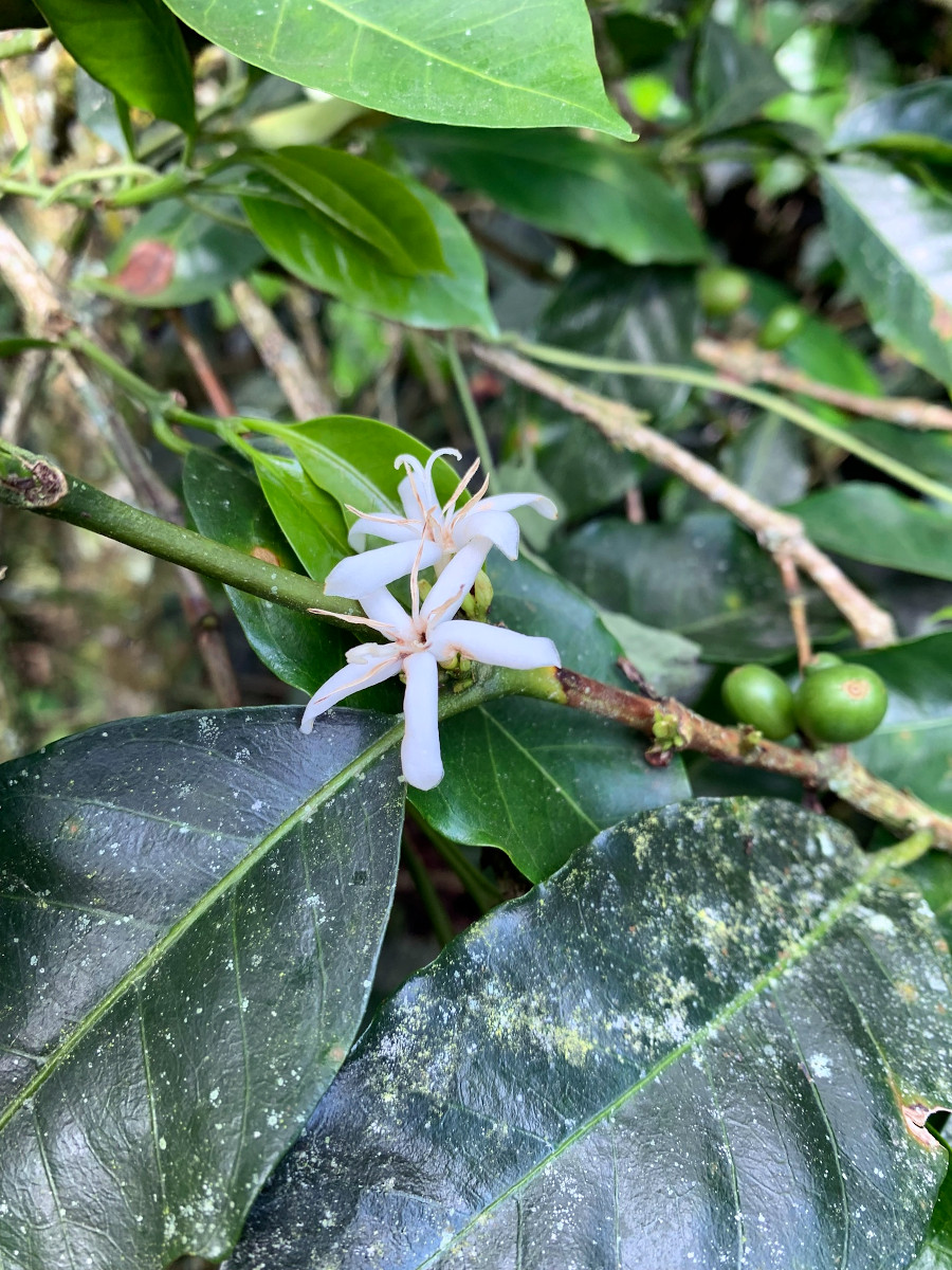 Coffea arabica