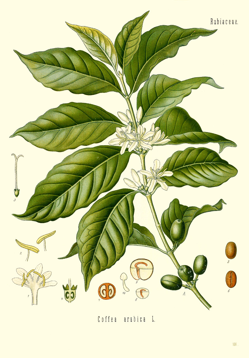 coffea_arabica.jpg