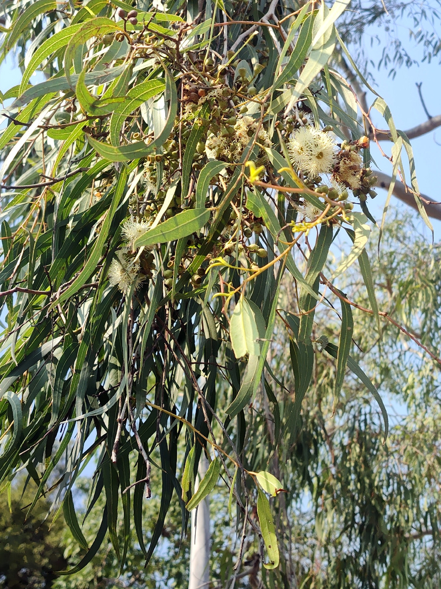 Corymbia citriodora
